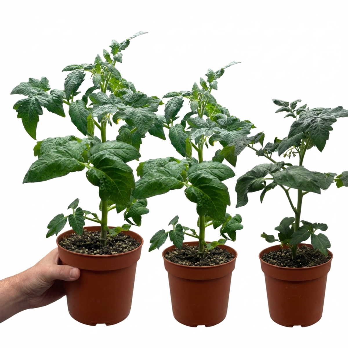 Set of 3 or 6 Tomato Totem Plants, Compact Dwarf Patio Bush Variety, Grow Your Own, Outdoor Garden Ready, 1L Root Ball