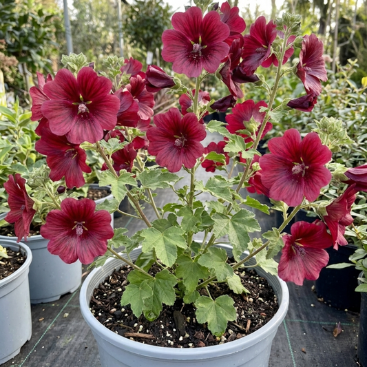 Lavatera Burgundy Wine Tree Mallow, Hardy Perennial Flowering Shrub for Cottage Garden, 2L Root-Ball