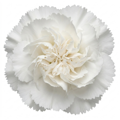 1 Fragrant Cottage Pink Dianthus Memories, Hardy Perennial Summer Flowering Garden Plant, 5L Root Ball