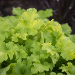 Heuchera Lime Marmalade