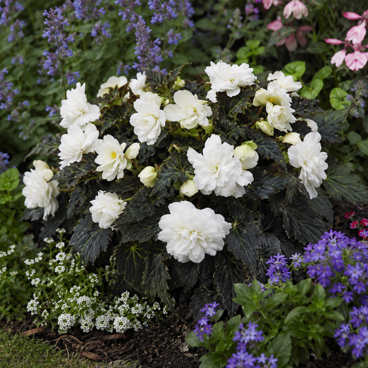 1 Large Plant - Begonia Non Stop Mocca White, Outdoor Garden Ready, 5L Pot