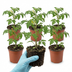 Set of 3 or 6 Large Plants - Tomato Golden Sunrise Variety, Ready to Plant in Your Garden
