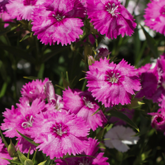 Dianthus Lilac | 3 or 6 Plants
