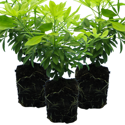 Set of 3 or 6 Large Plants - Choisya Sundance, Ready to Plant in Your Garden, Peat-Free