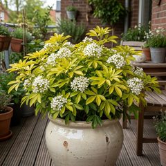 1 Choysia Sundance Plant, Hardy Evergreen Mexican Orange Blossom, 7.5 Litre Root Ball