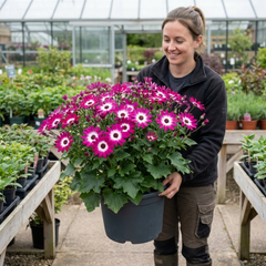 Senetti Pink Bicolour Live Flowering Plant, Bee Friendly, Outdoor Garden Ready, 6.5 Litre Root-Ball