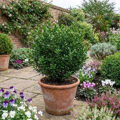Euonymus Microphyllus Hardy Evergreen Shrub Plants, Japanese Spindle Hedge, Box Blight Alternative, Outdoor Garden Ready, 1 Litre Root-Ball