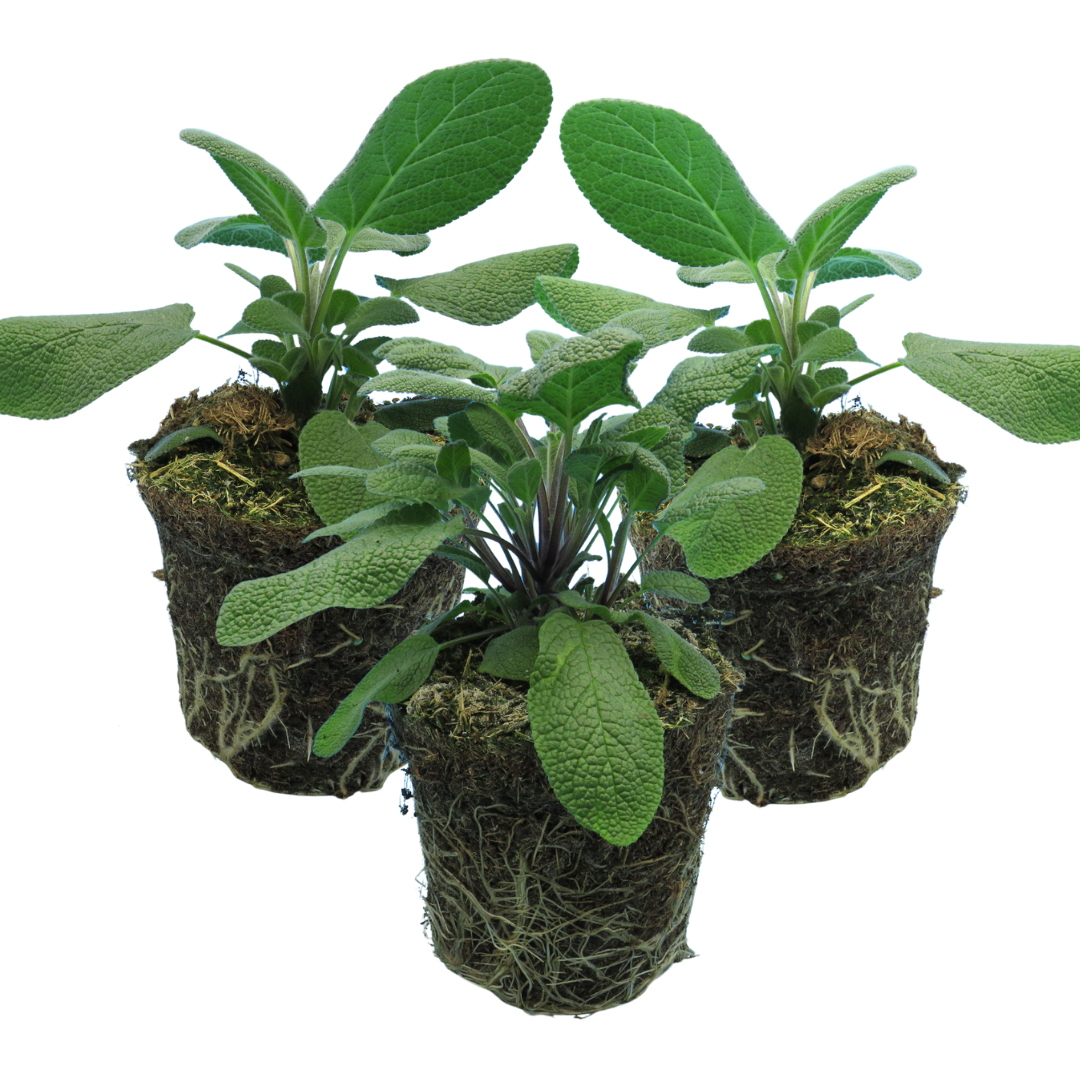 Set of 3 or 6 Large Herb Plants - Sage Grower’s Mix, Ready to Plant in Your Garden, 1L