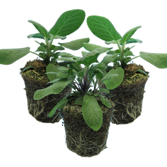 Set of 3 or 6 Large Herb Plants - Sage Grower’s Mix, Ready to Plant in Your Garden, 1L