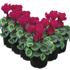 Cyclamen Silver Leaf Magenta | 3 or 6 1L Pots