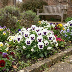 Pansy Cats Plus White Plants, Hardy Winter & Spring Flowering Pansies, 1 Litre Root-Ball