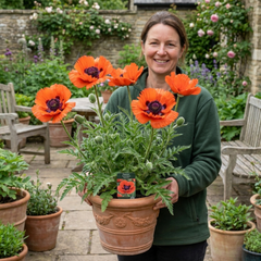 1 Papaver Orientale Turkenlouis Plant, Red Hardy Oriental Poppy Perennial, 3 Litre Root Ball