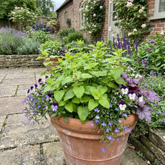 Set of 3 or 6 Lemon Balm Mint Plants Fresh Live Hardy Perennial Herb Garden Ready Plants 1 Litre Root Ball