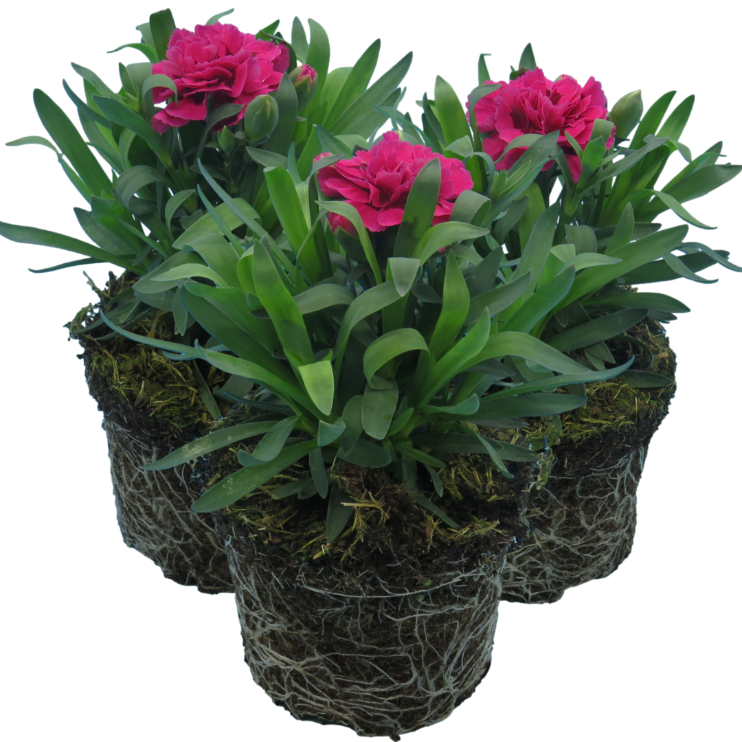 Carnation Oscar | 3 or 6 1L Pots