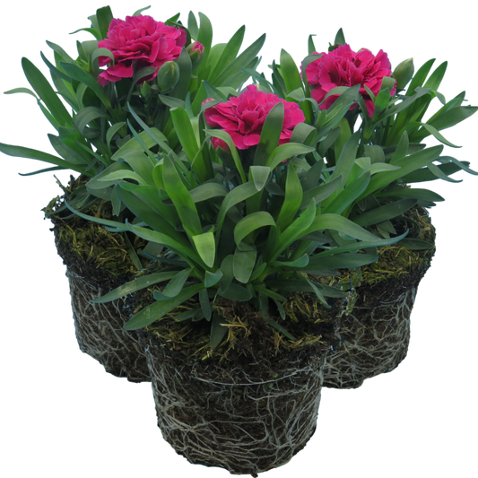 Carnation Oscar | 3 or 6 1L Pots