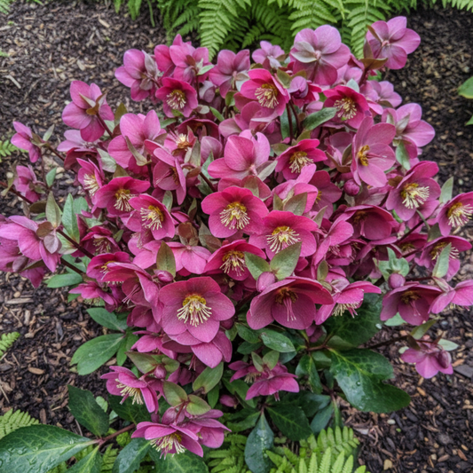 Hellebore Frostkiss Anna's Red | 2L Pot
