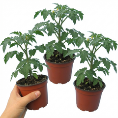 Set of 3 or 6 Large Plants - Tomato Crokini Variety, Ready to Plant in Your Garden