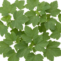 Redcurrant Jonkheer Van Tets Fruit Bush, Hardy Outdoor Garden Ready, 2 Litre Root Ball