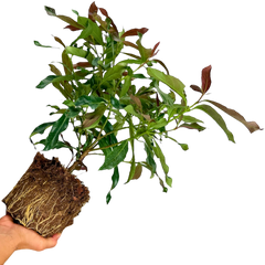 Viburnum Coppertop | Large 3L Pot