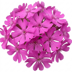Silene Schafta Hardy Perennial Plants, Pink Flowering Ground Cover for Rockery, Litre Root Ball