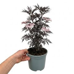1 Sambucus Nigra Laced Up Plant, Ornamental Elderberry Hardy Perennial Shrub, 19cm Root-Ball
