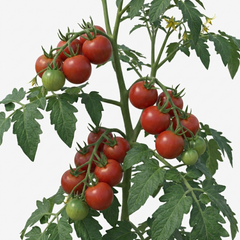 Set of 3 or 6 Large Plants - Tomato Alicante Variety, Ready to Plant in Your Garden