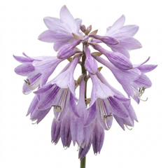 Hosta Growers' Mix Plants, Outdoor Garden Ready Hardy Shade Perennials, 1 Litre Root Ball