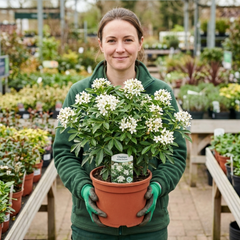 Choisya White Dazzler Plant, Fragrant Hardy Evergreen Garden Shrub, Mexican Orange Blossom, 3L Root Ball