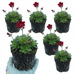 Saxifrage Ice Colours Red Plants, Hardy Alpine Perennial Rockery Ground Cover, Outdoor Garden Ready, 1 Litre Root-Ball