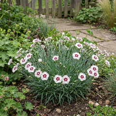 1 Dianthus Coconut Sundae Cottage Pinks Plant, Summer Flowering Perennial, 2Ltr Root Ball