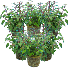 Fuchsia Diva Cherry and White | 3 or 6 1L Pots