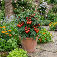 Set of 3 or 6 Large Plants - Tomato Totem Variety, Ready to Plant in Your Garden