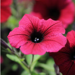 Petunia Surfinia Deep Red | 3 or 6 1L Pots