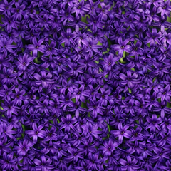 Purple Hyacinth | 3 x 1 Litre Pots (9 Flowering Bulbs)