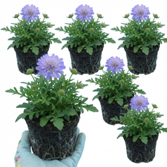 Scabious Blue Note Hardy Perennial Plants, Bee Friendly Pincushion Flower, Litre Root Ball
