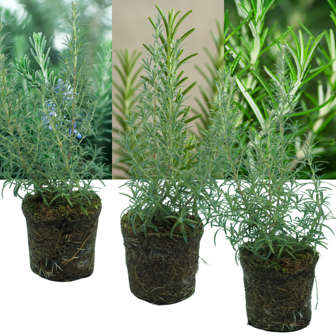 Rosemary Mix | 3 or 6 1L Pots