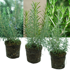 Rosemary Mix | 3 or 6 1L Pots
