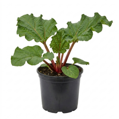 1 Rhubarb Victoria Plant, Hardy Perennial, Grow Your Own Fruit, Garden Ready, 17cm Root Ball