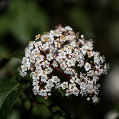 Viburnum Tinus | 3L Pot