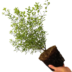 Pittosporum Atlantic Blue, Ready to Plant in Your Garden, 3L Pot