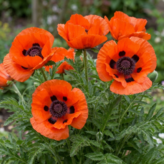 Papaver Orientale Brilliant Red Poppy Plants, Hardy Perennial, Outdoor Garden Ready, 1 Litre Root-Ball