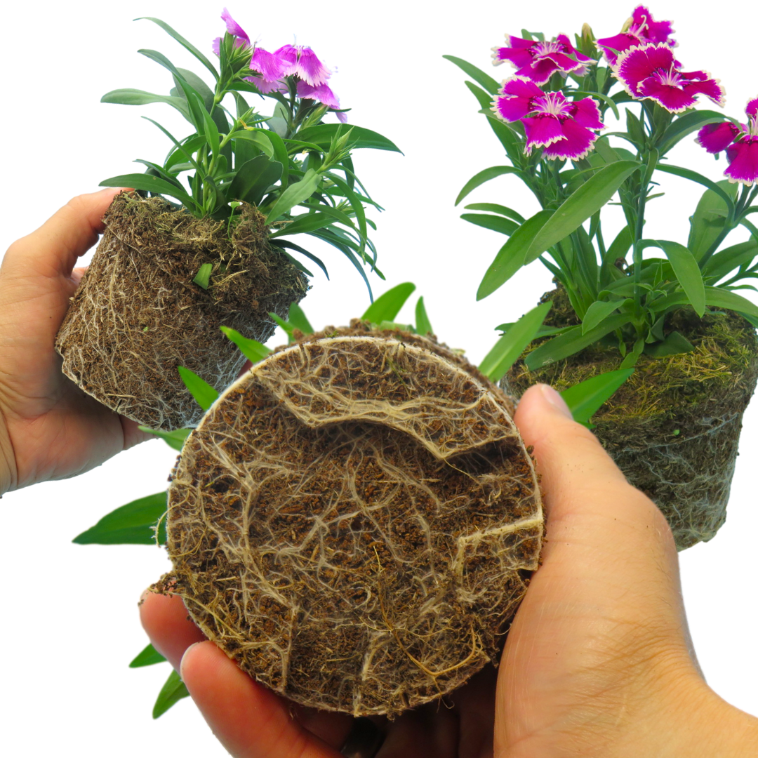 Dianthus Festival Growers selection