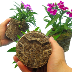 Dianthus Festival Growers selection