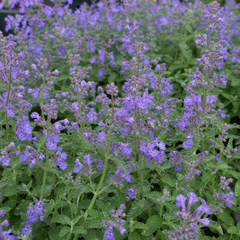1 Nepeta Faassenii Walkers Low Catmint Plant, Bee Friendly Hardy Perennial, 3 Litre Root Ball