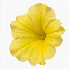 1 Large Plant - Petunia Rimarkable Hello Yellow, Outdoor Garden Ready, 2L Pot