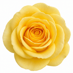 3Ltr Patio Rose Bush, Nursery Pots, Garden Ready