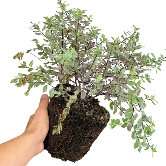 Pittosporum Bannow Bay | 3L Pot