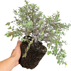 Pittosporum Bannow Bay | 3L Pot
