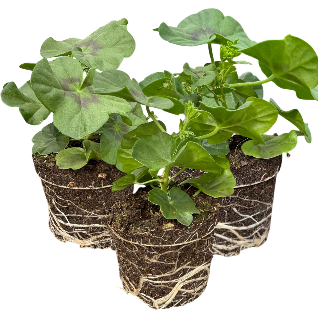 Geranium Sunflair Joscina Hot Pink | 3 or 6 1L Pots