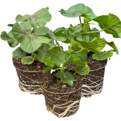 Geranium Sunflair Joscina Hot Pink | 3 or 6 1L Pots